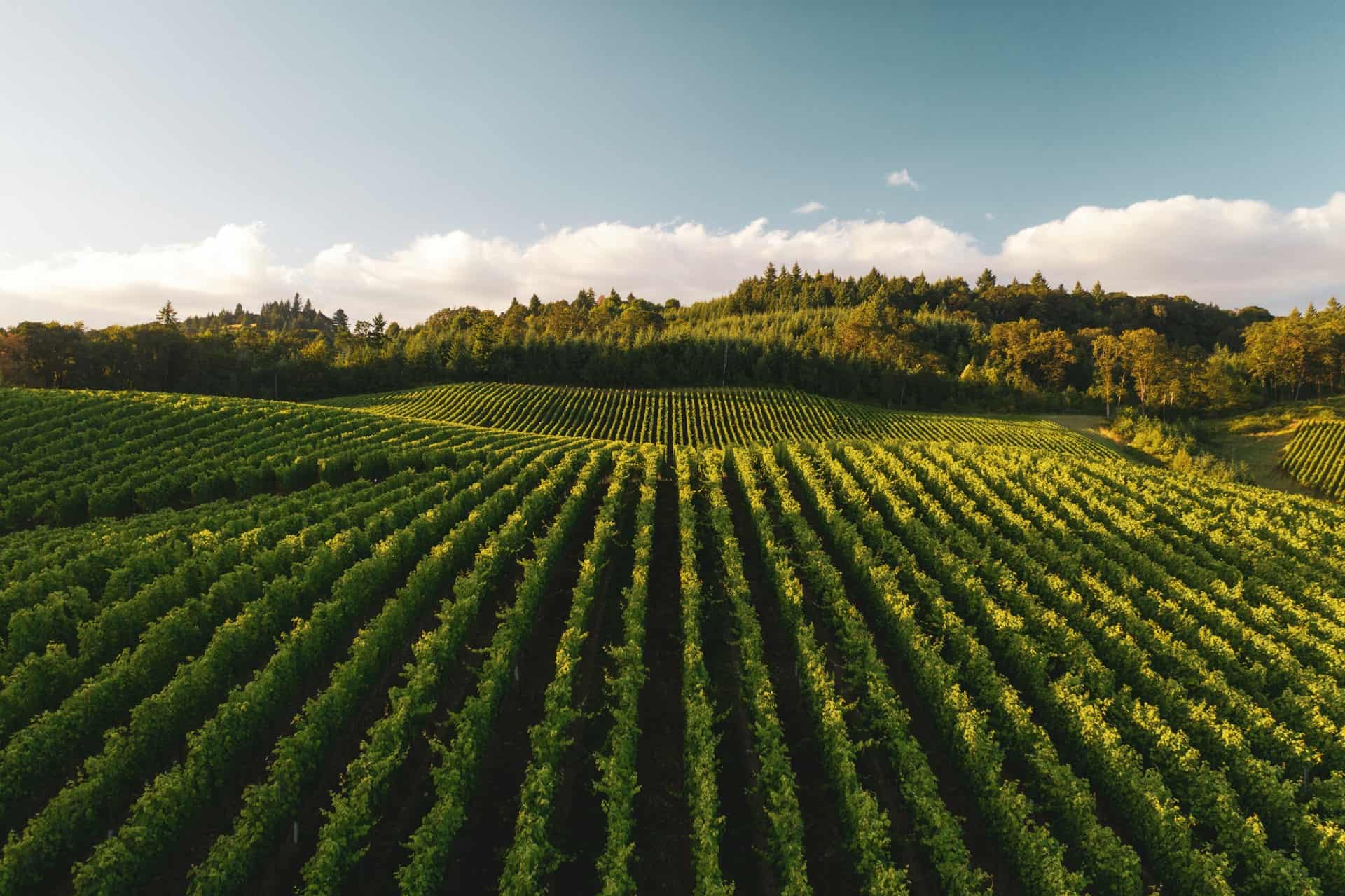 Campo agrícola