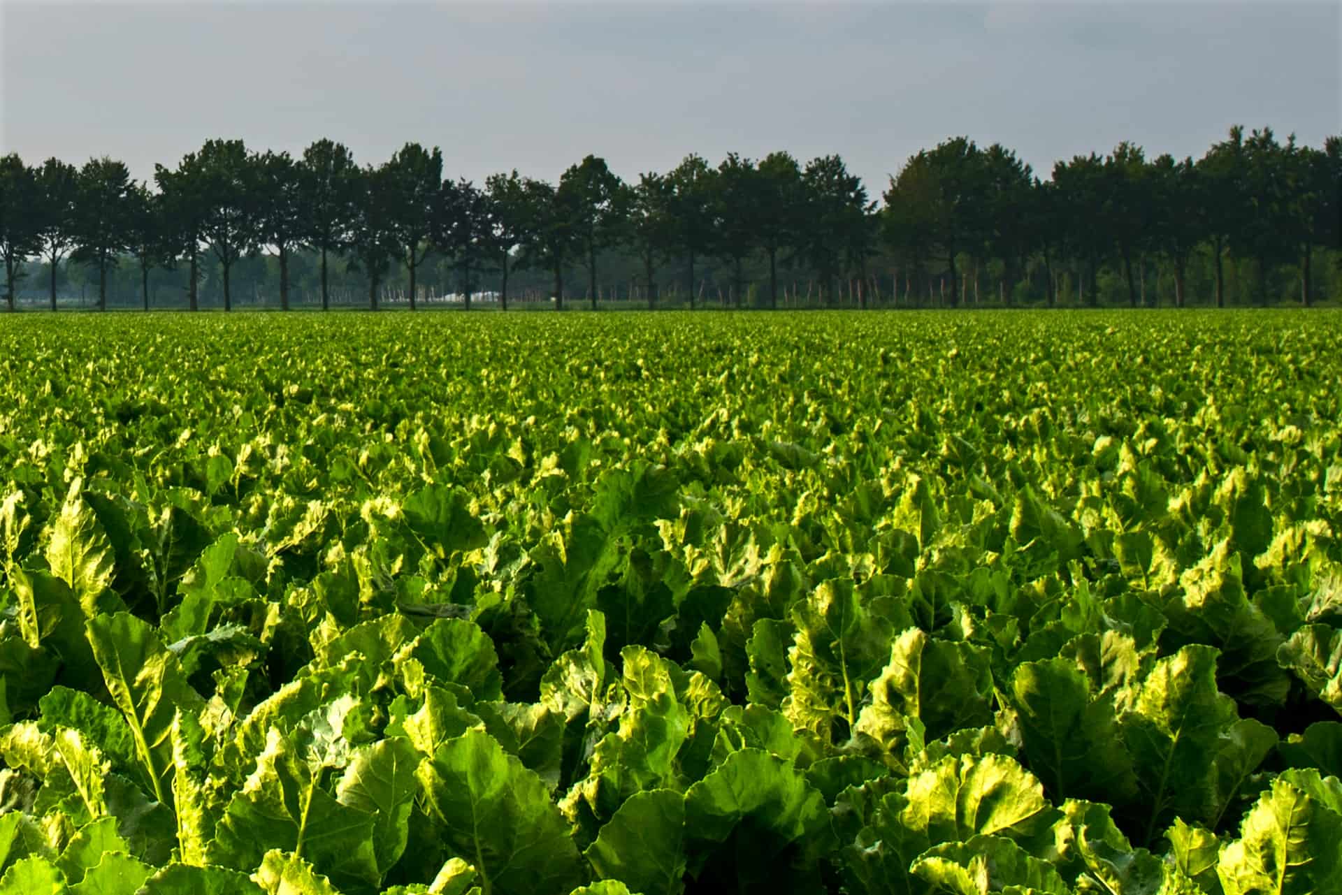 Campo agrícola