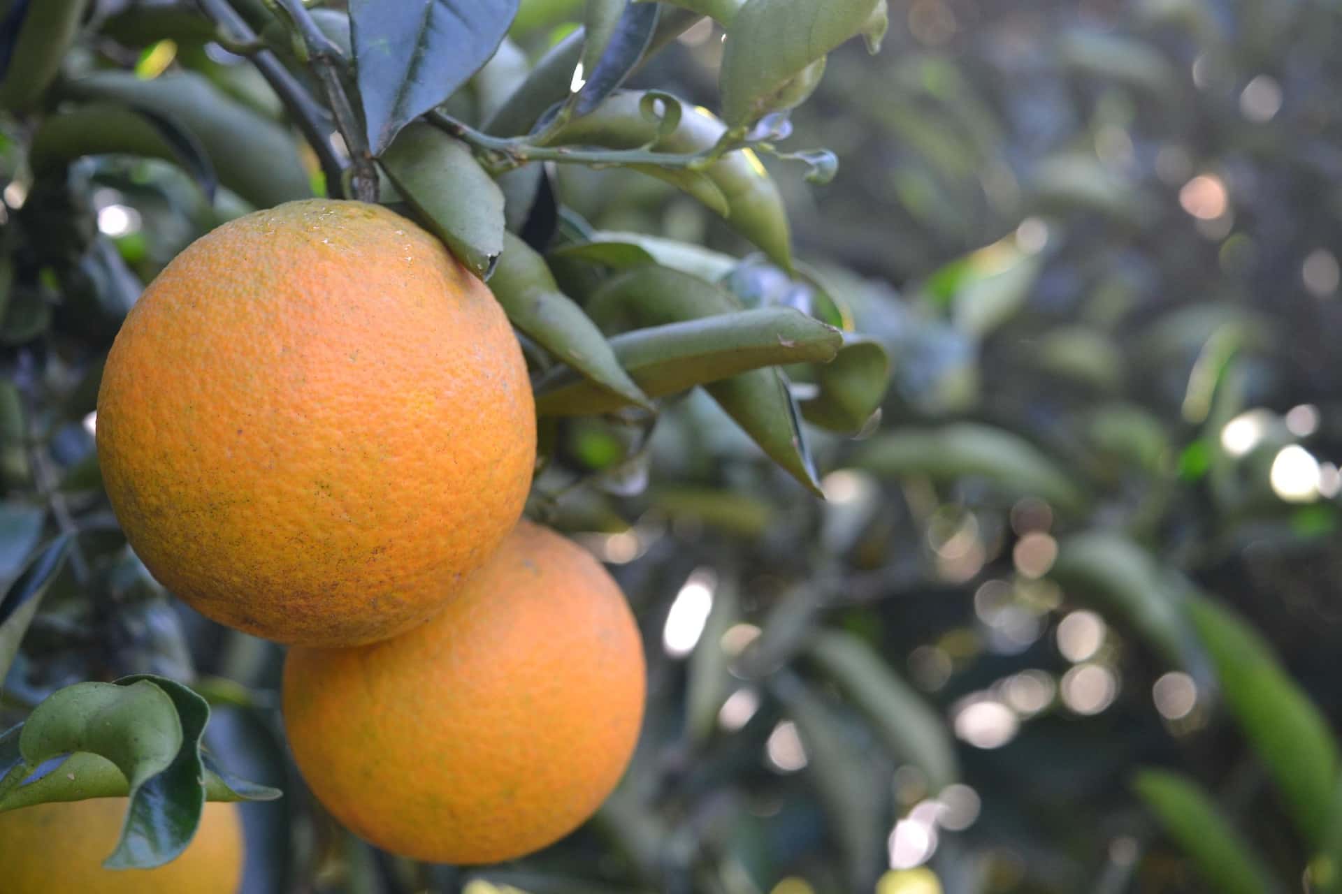Naranjas