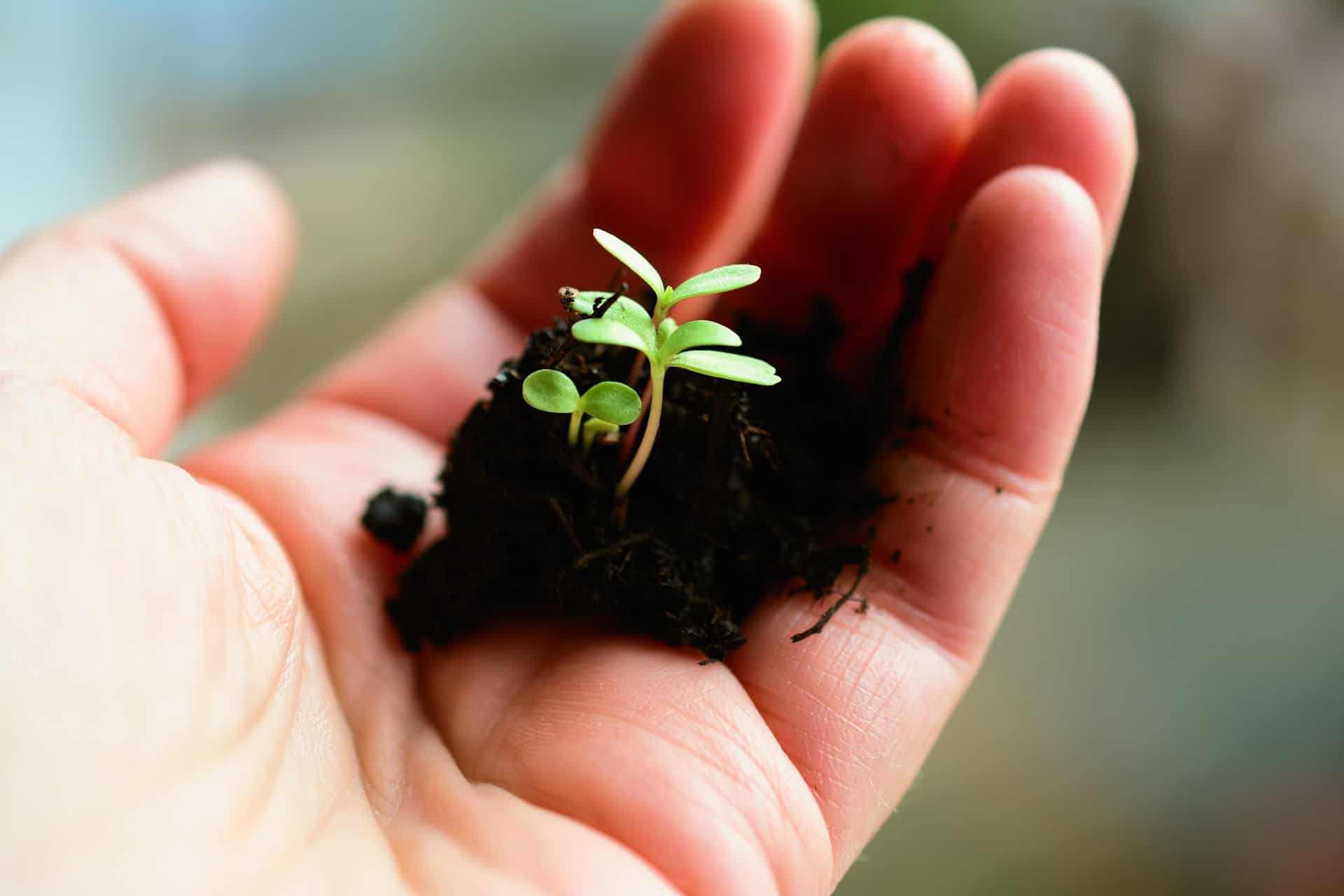 Planta