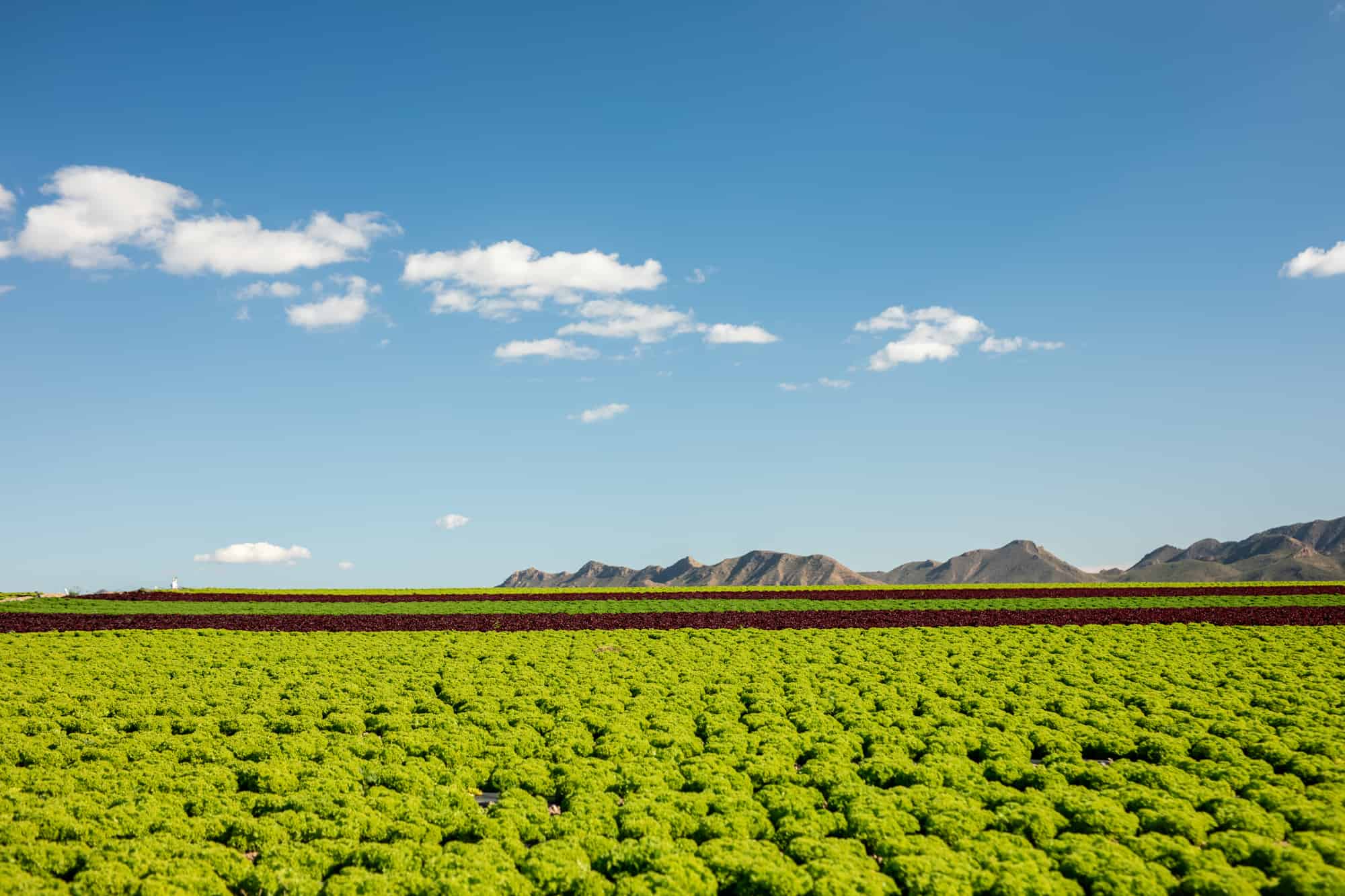 Campo agrícola