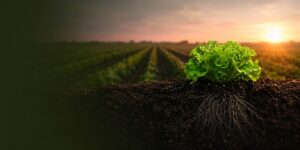 Agricultura sostenible VI Jornada