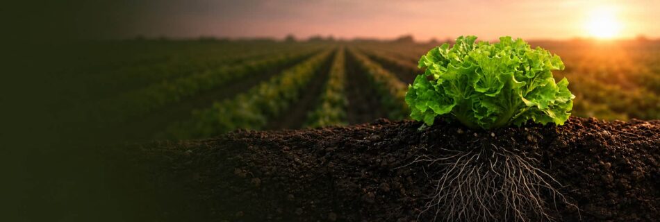 Agricultura sostenible VI Jornada