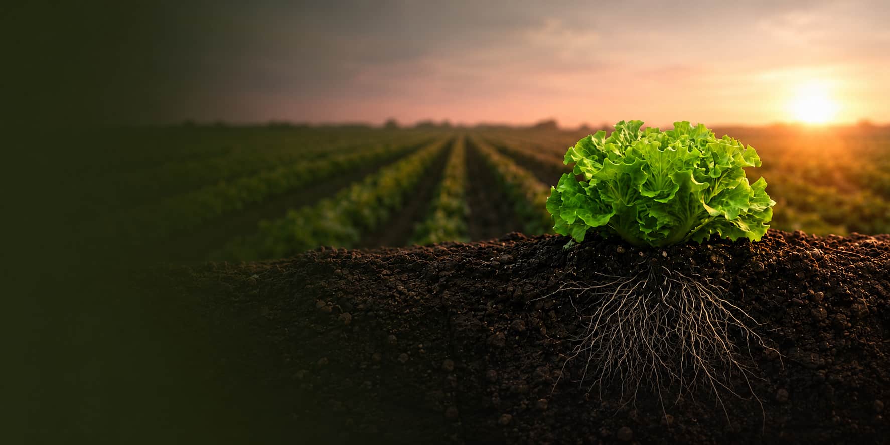 Agricultura sostenible VI Jornada